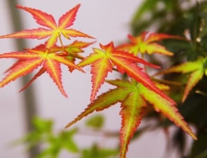 red and yellow plants thumbnail