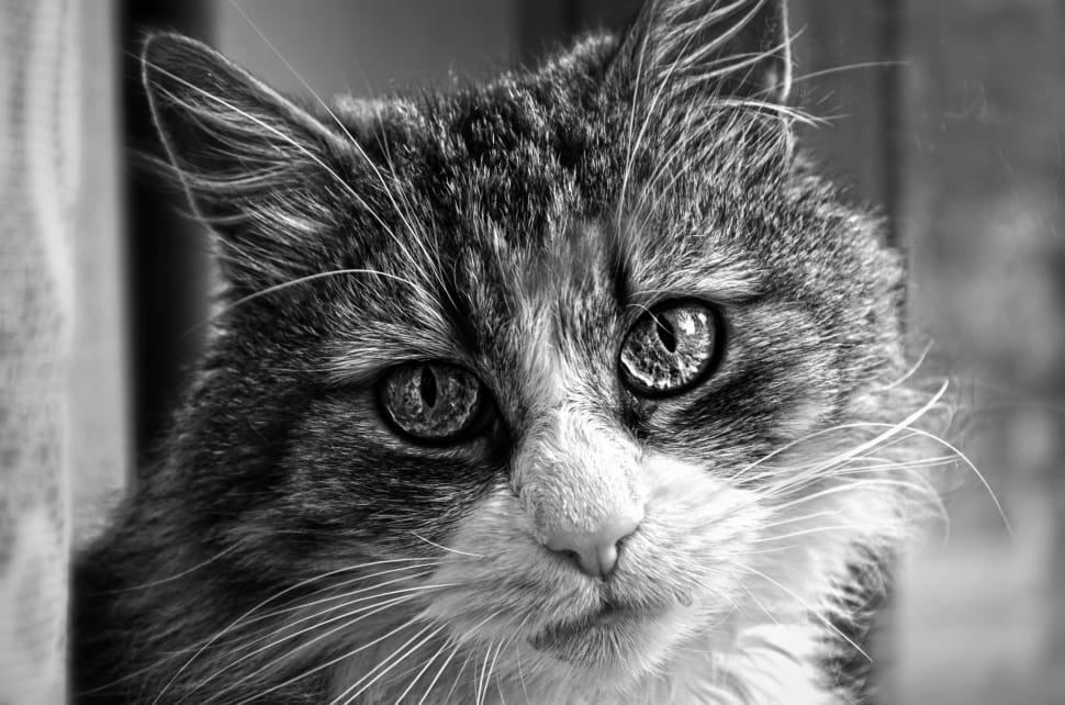 Tomcat, Mammal, Pet, View, Eyes, domestic cat, pets preview
