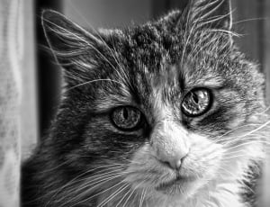 Tomcat, Mammal, Pet, View, Eyes, domestic cat, pets thumbnail