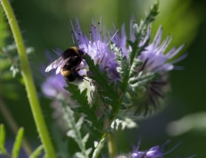 black and yellow bee on purple cornflower thumbnail
