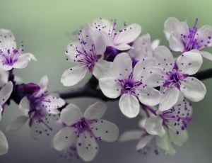 white and purple flower lot thumbnail