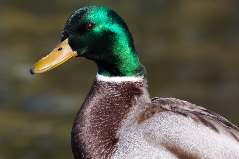 closeup photo of Mallard Duck preview