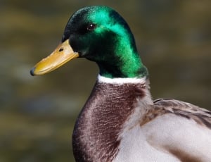 closeup photo of Mallard Duck thumbnail
