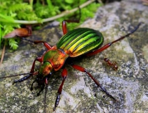 jeweled beetle thumbnail