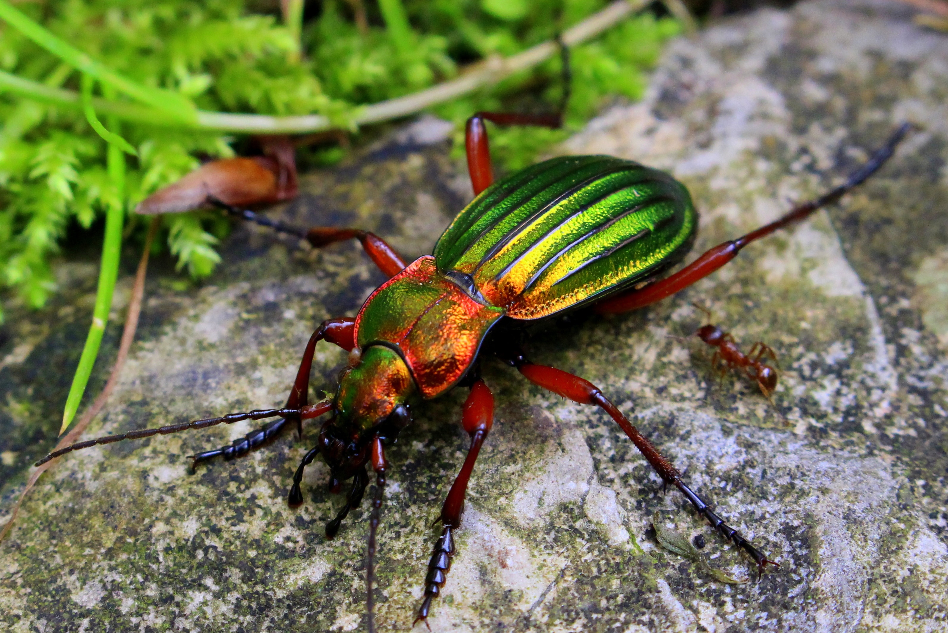 jeweled beetle