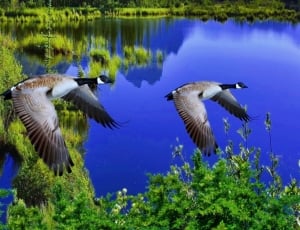 2 canadian geese thumbnail