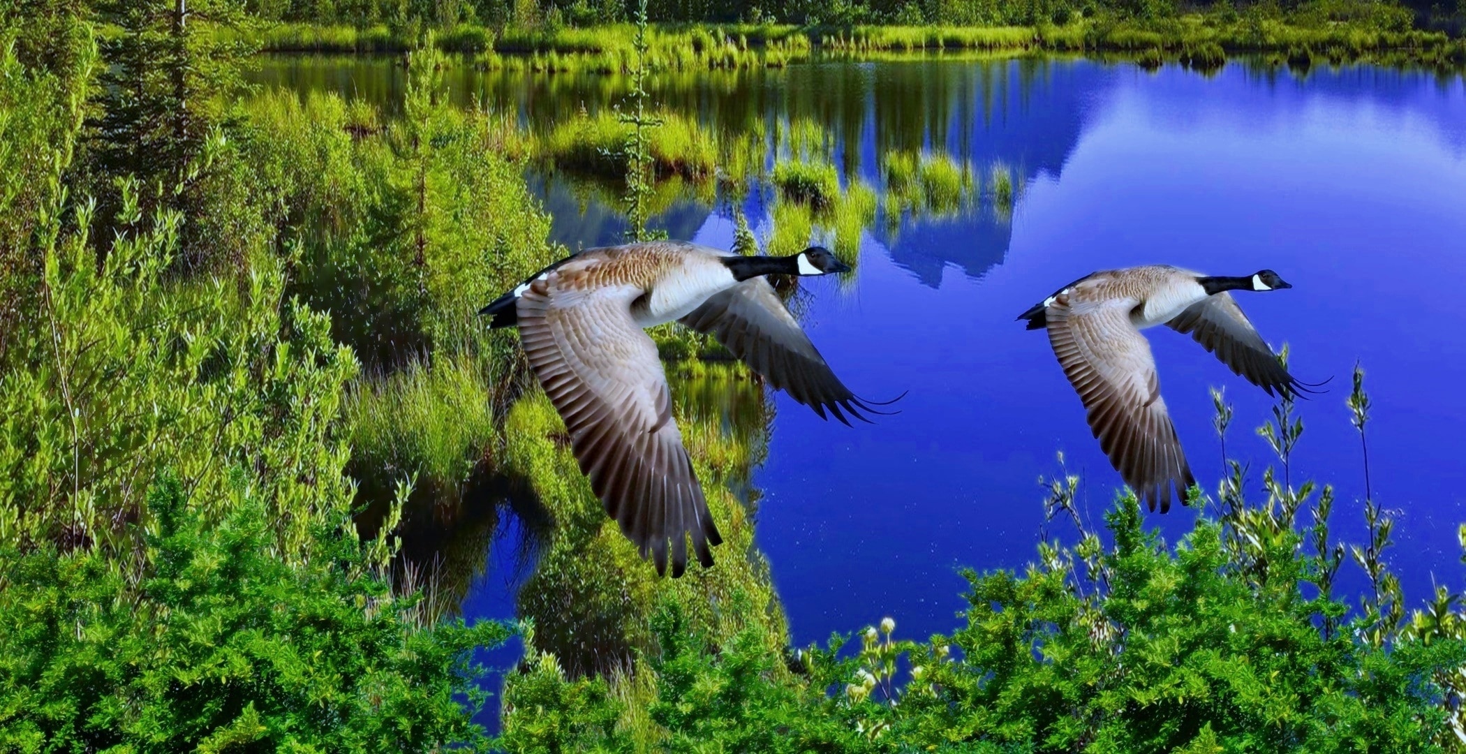 2 canadian geese