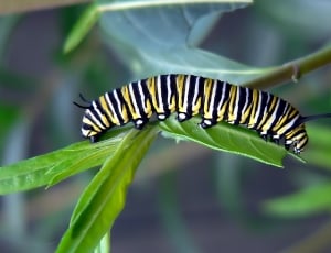 Monarch Bufferfly Caterpillar thumbnail