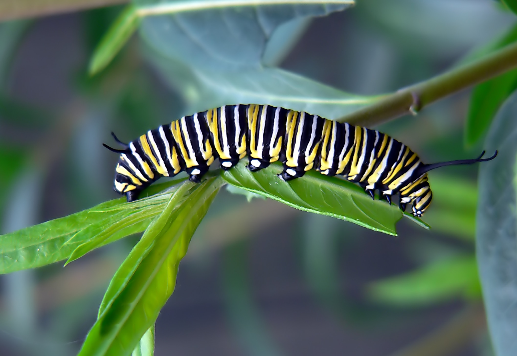 Monarch Bufferfly Caterpillar