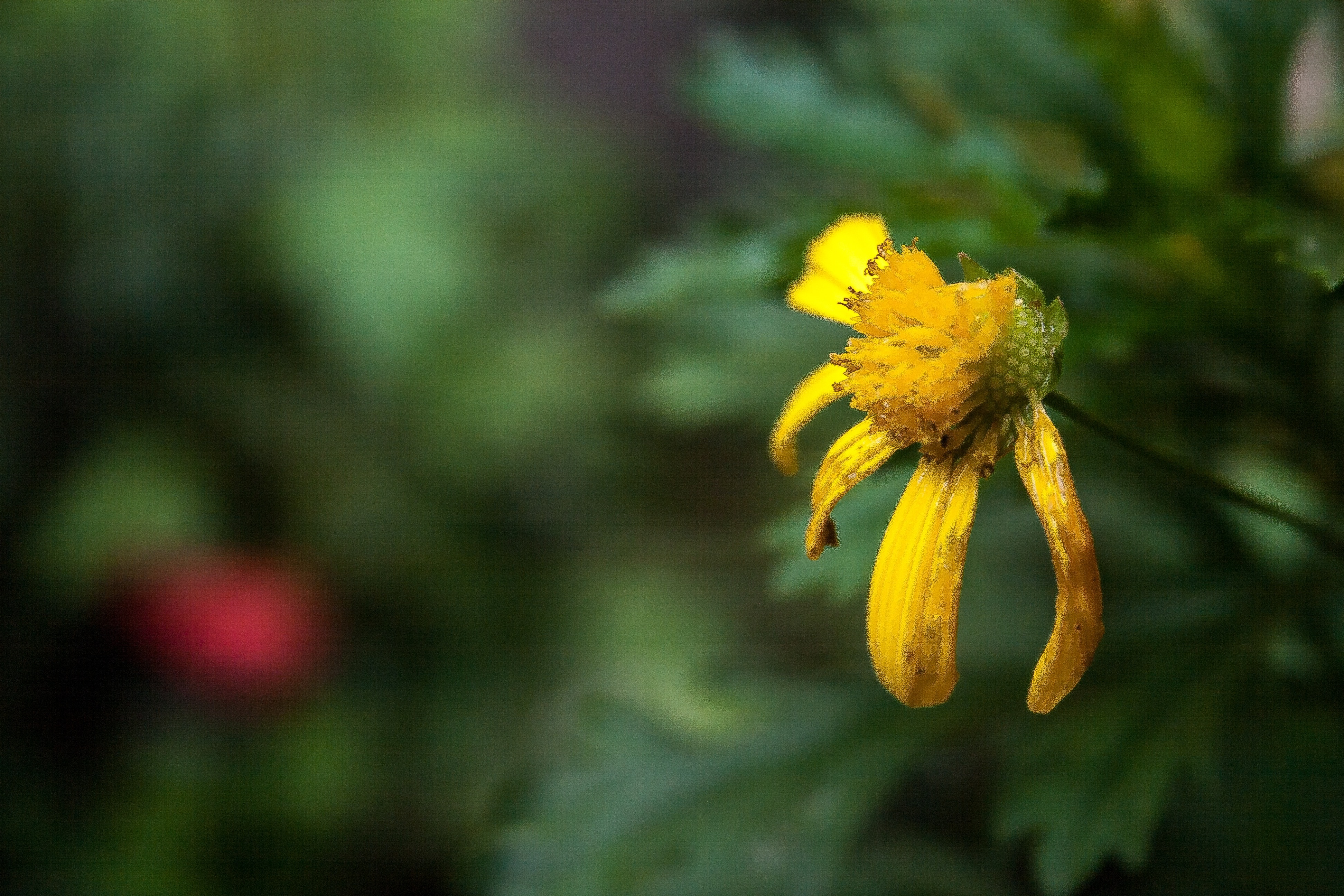Damaged Flower, Flower, Flowers, flower, yellow