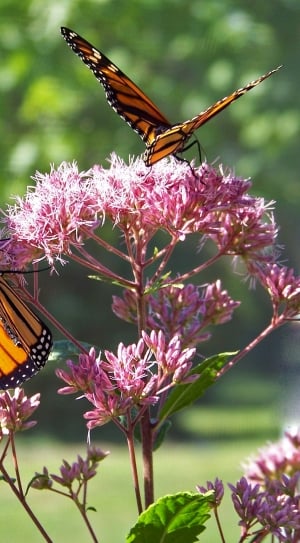 3 brown-and-black butterflies on pink flower plant during daytime thumbnail