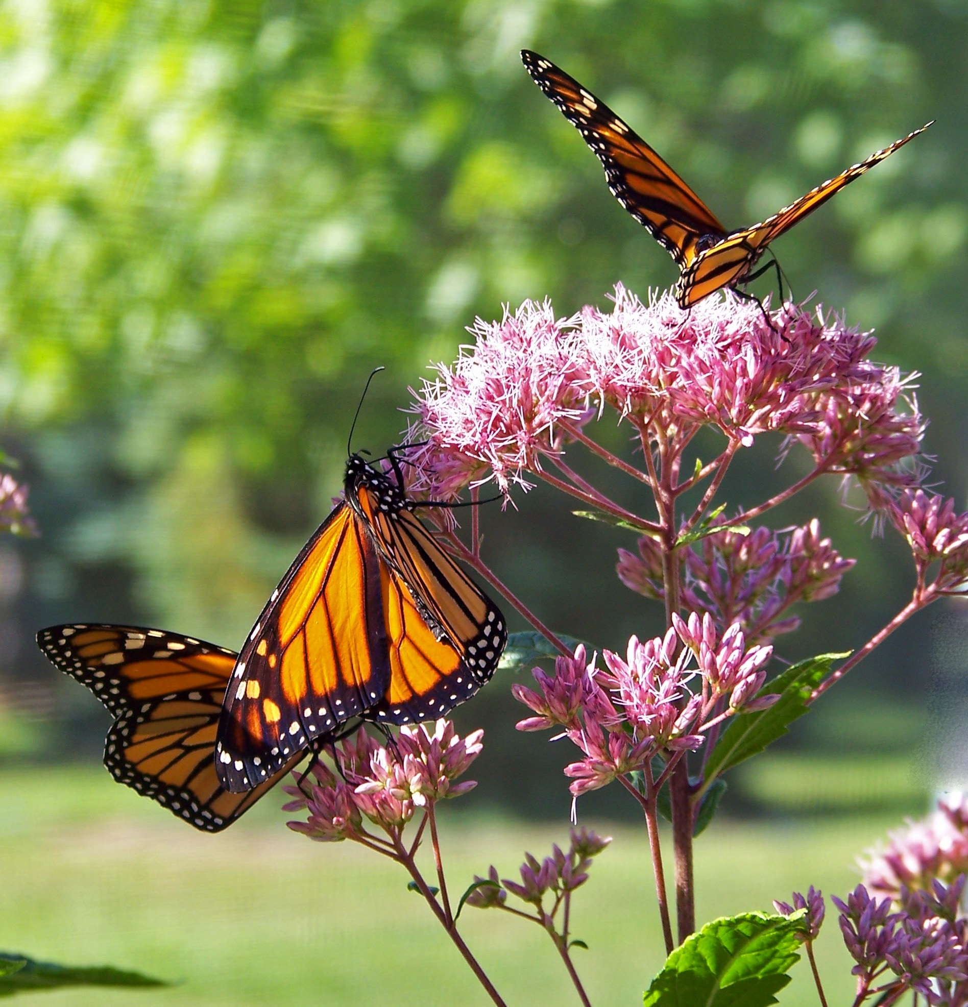 3 brown-and-black butterflies on pink flower plant during daytime
