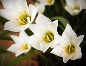 white 6-petaled flowers thumbnail