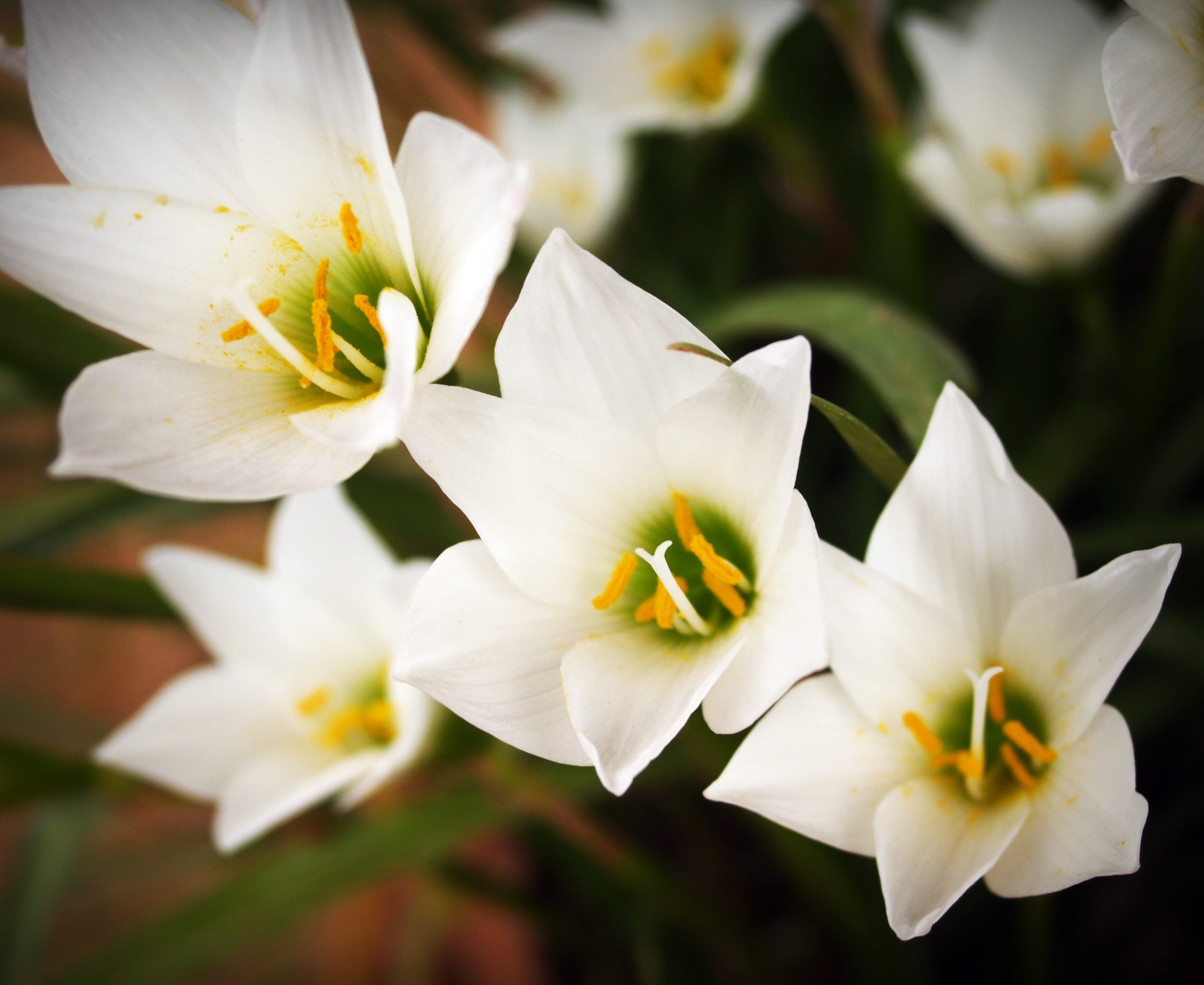 white 6-petaled flowers