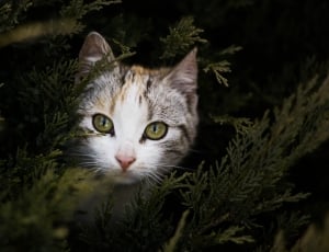 calico cat behind green leafed tree thumbnail