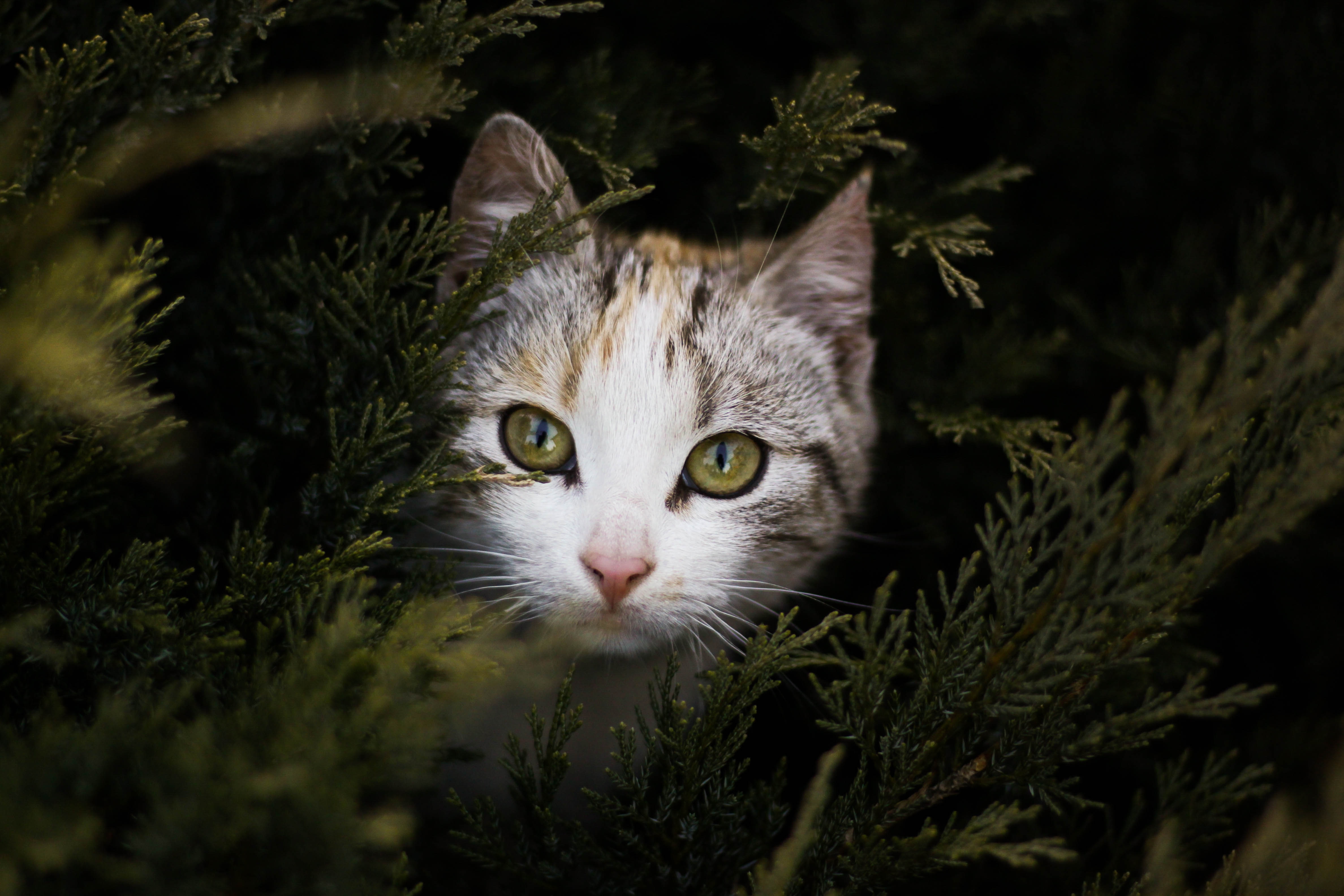 calico cat behind green leafed tree