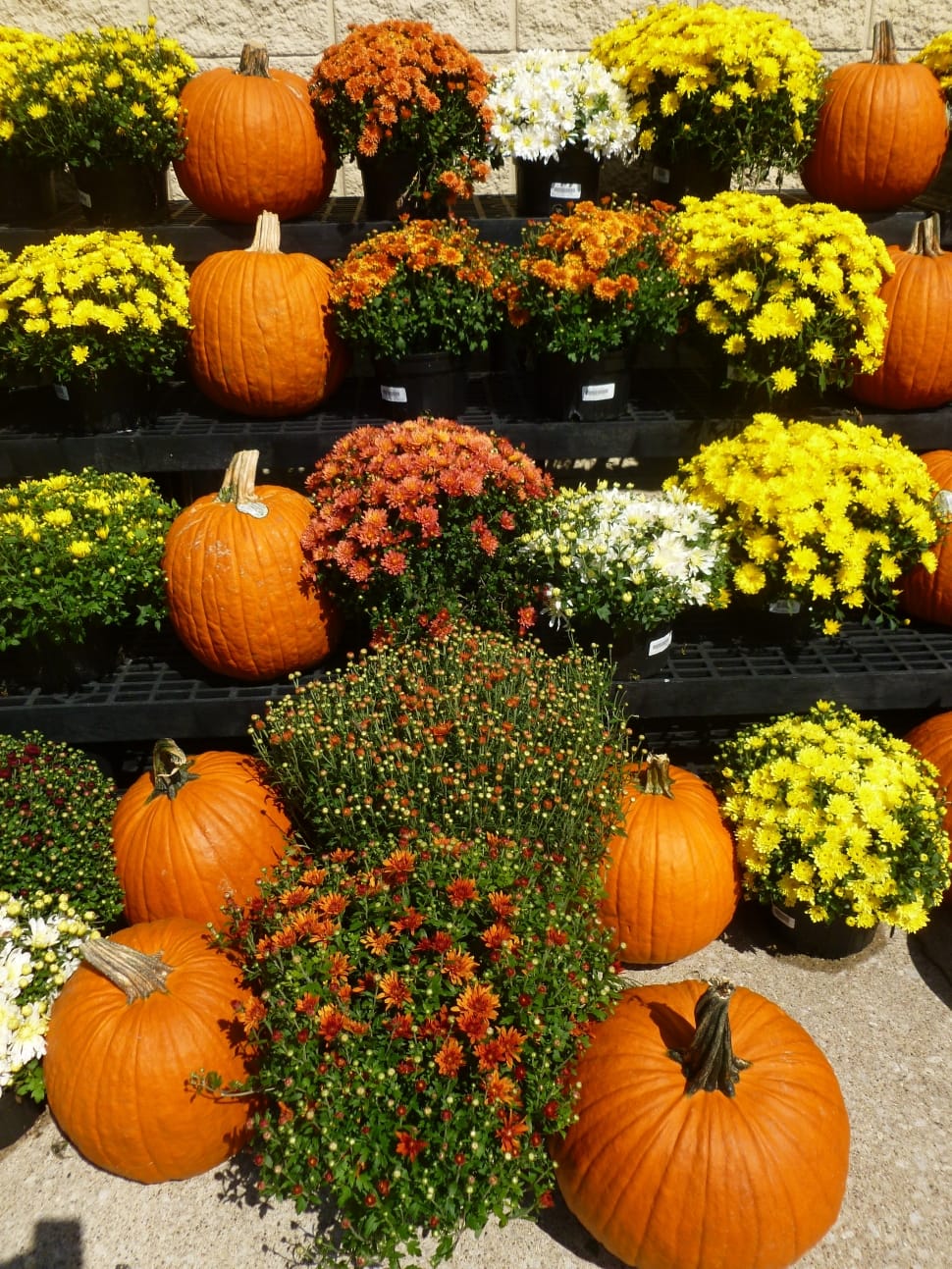 Market, Flowers, Autumn, Pumpkins, pumpkin, vegetable preview