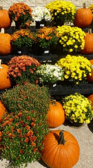 Market, Flowers, Autumn, Pumpkins, pumpkin, vegetable thumbnail