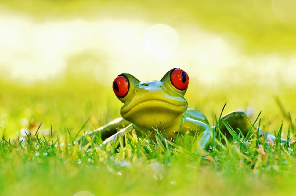 Cute, Meadow, Animal, Green, Fig, Frog, green color, grass preview