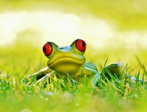 Cute, Meadow, Animal, Green, Fig, Frog, green color, grass thumbnail