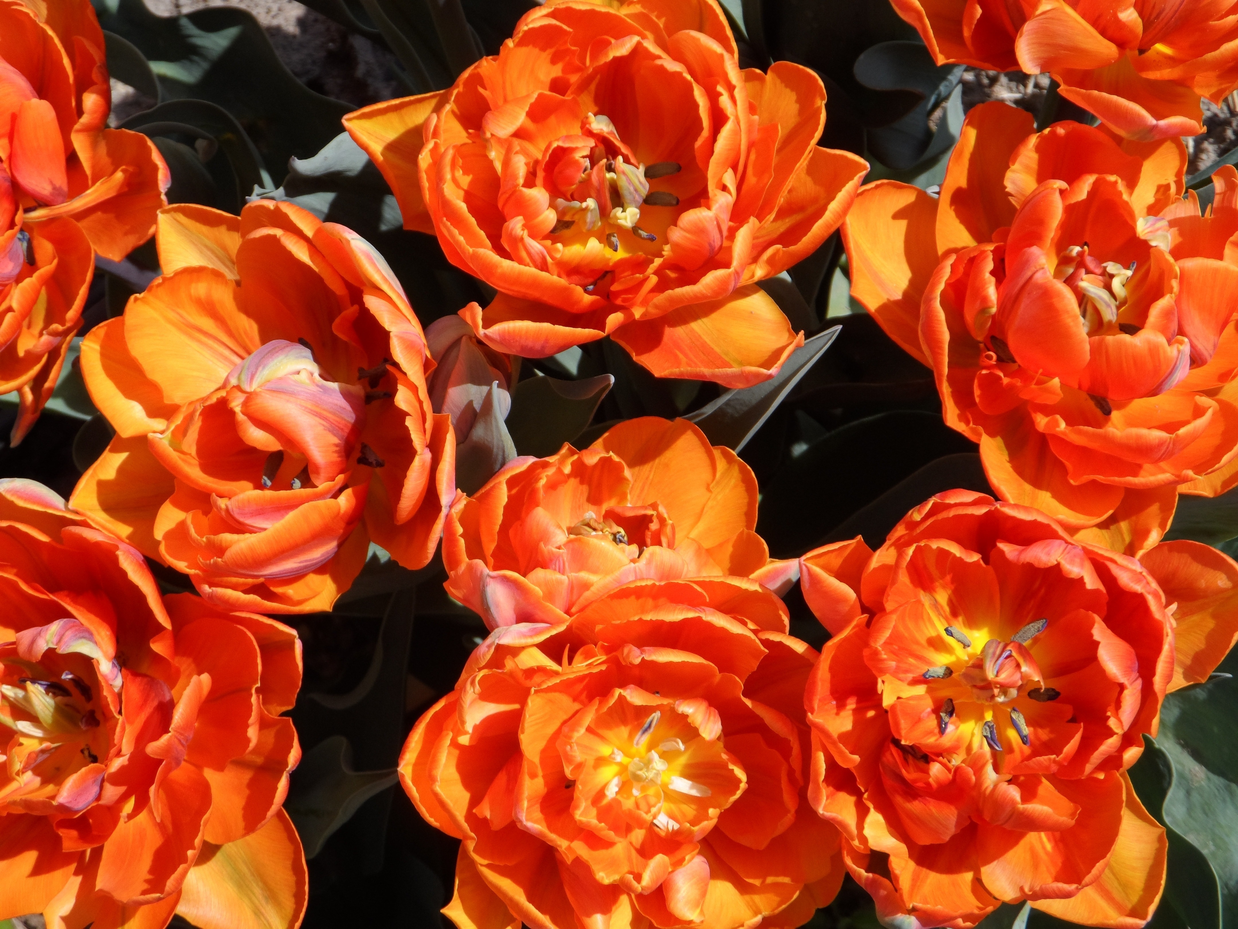 orange flowers lot