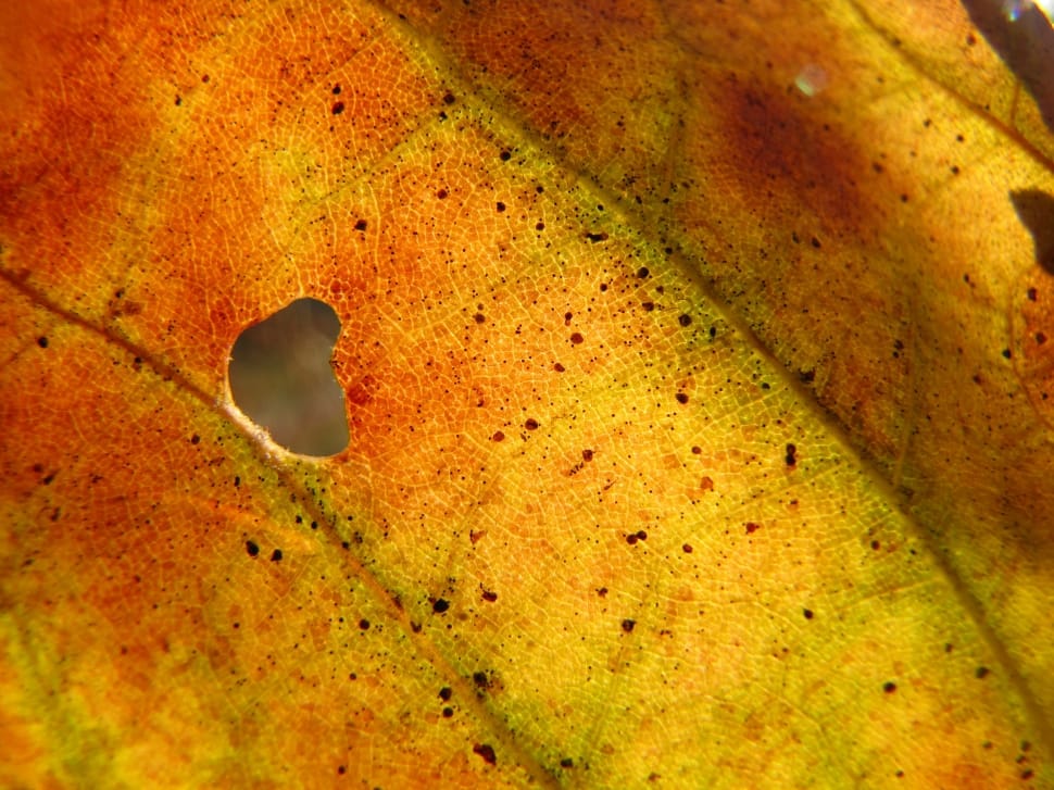dried leaf preview