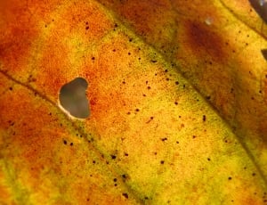 dried leaf thumbnail