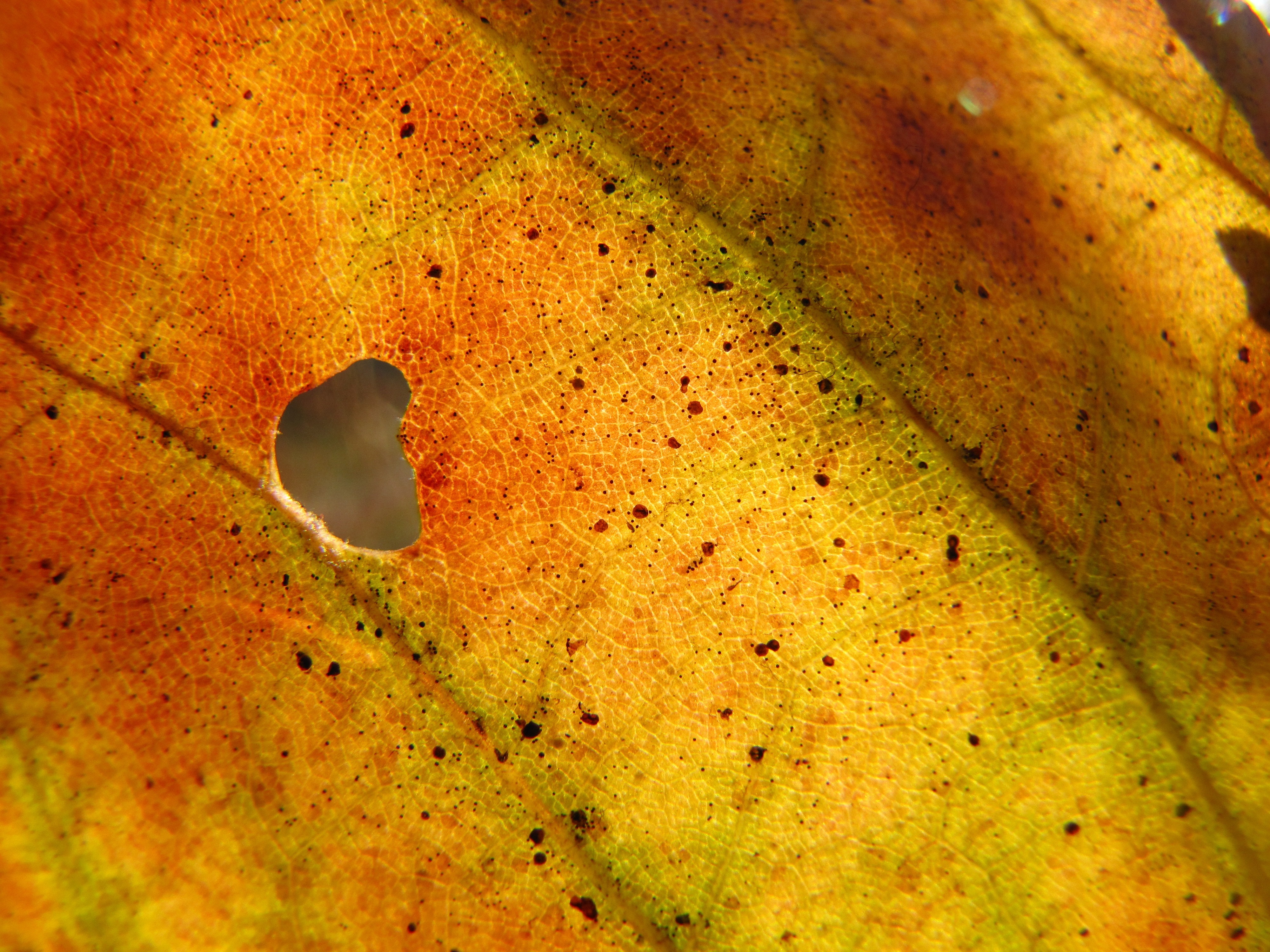 dried leaf