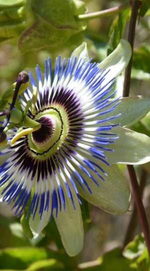 blue white and black outdoor flower thumbnail