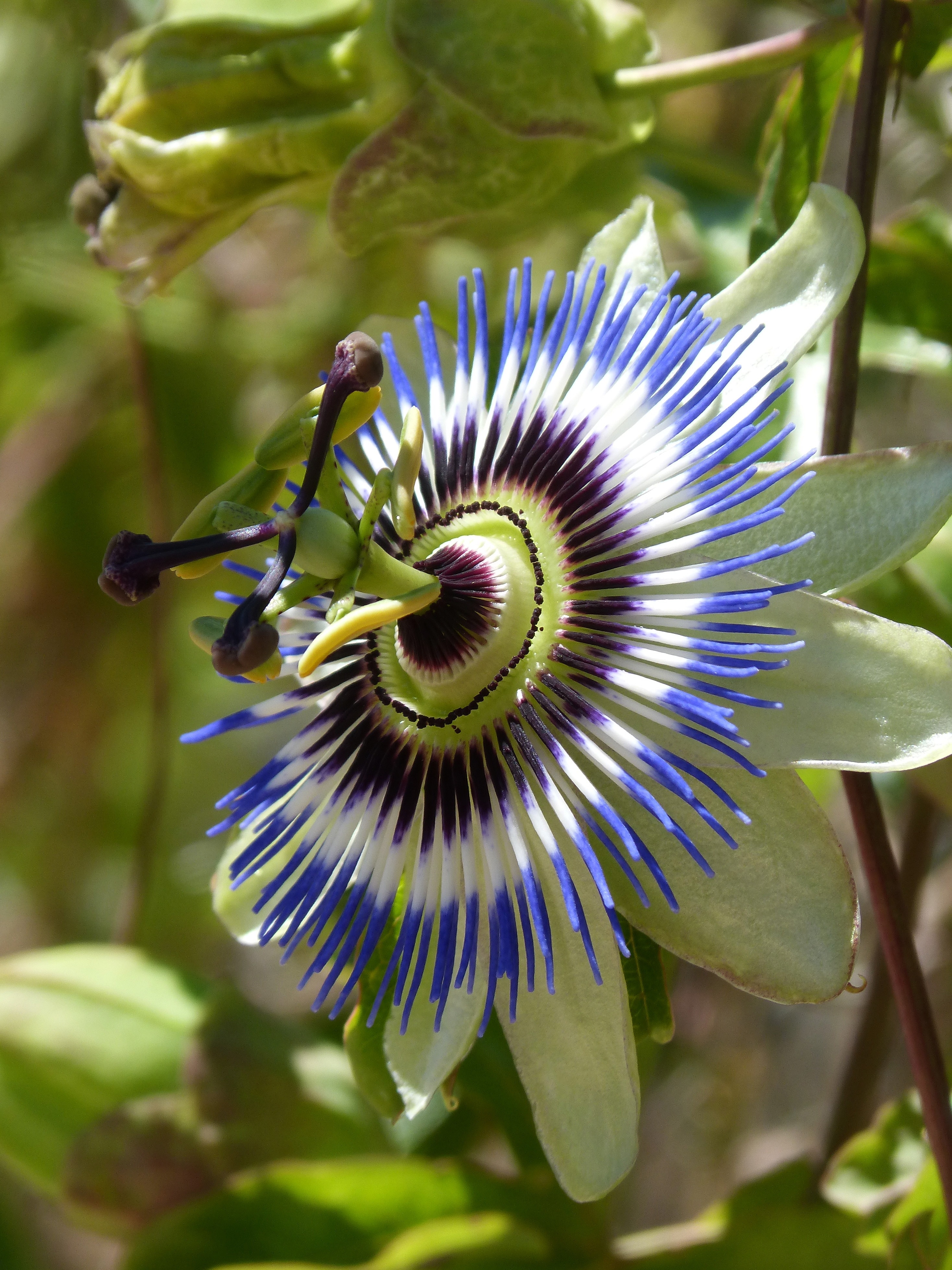 blue white and black outdoor flower