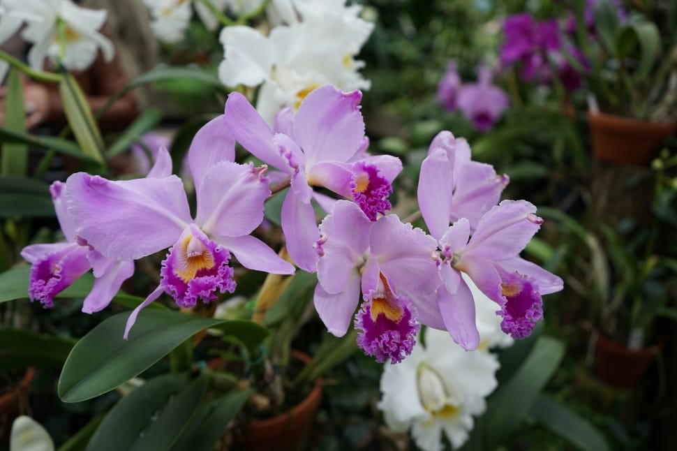 Plant, Close, Orchid, Flower, Flowers, flower, purple preview