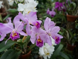 Plant, Close, Orchid, Flower, Flowers, flower, purple thumbnail