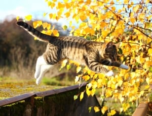 Autumn, Cat, Leaves, Mieze, Fall Foliage, one animal, autumn thumbnail