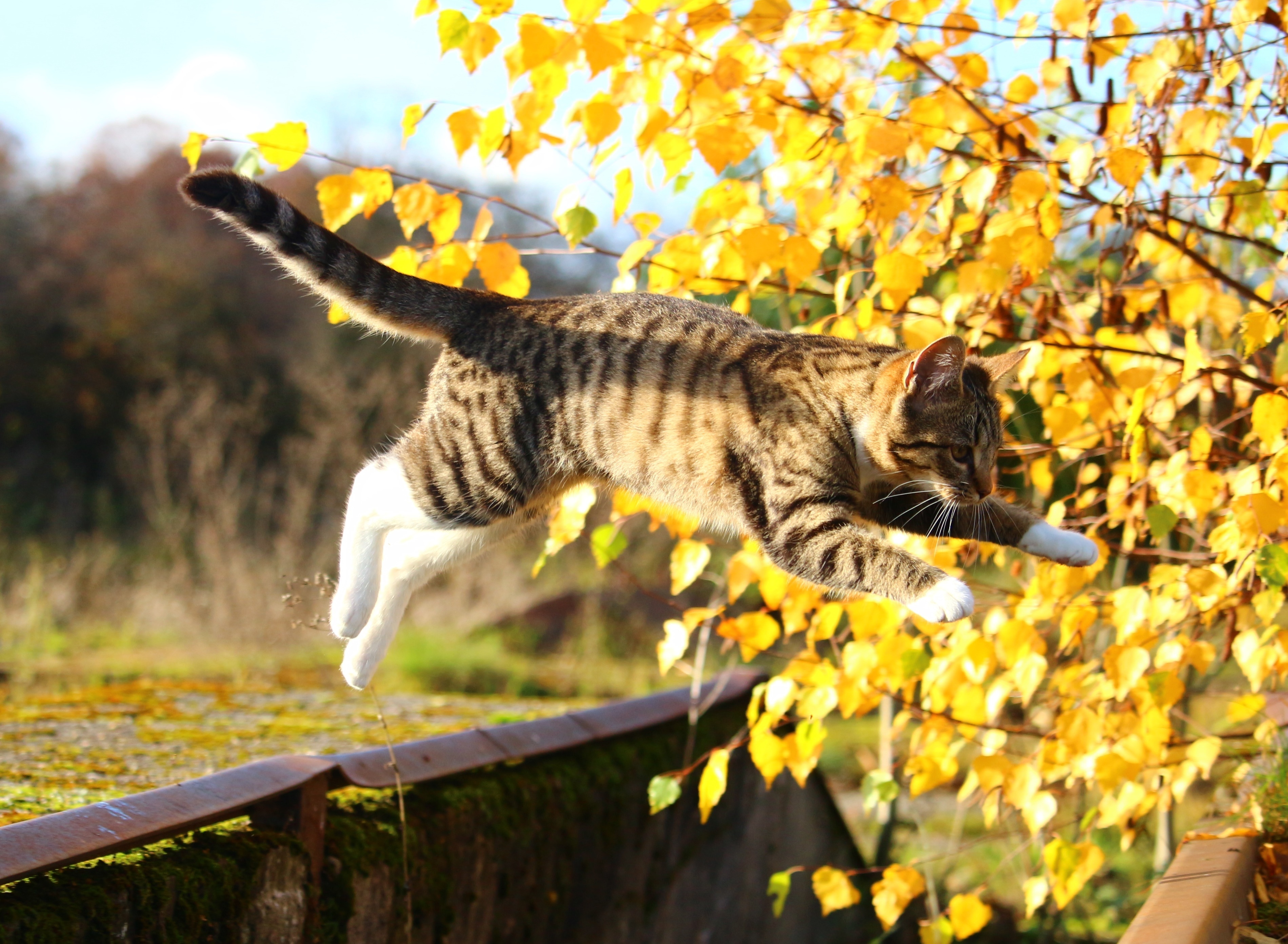 Autumn, Cat, Leaves, Mieze, Fall Foliage, one animal, autumn