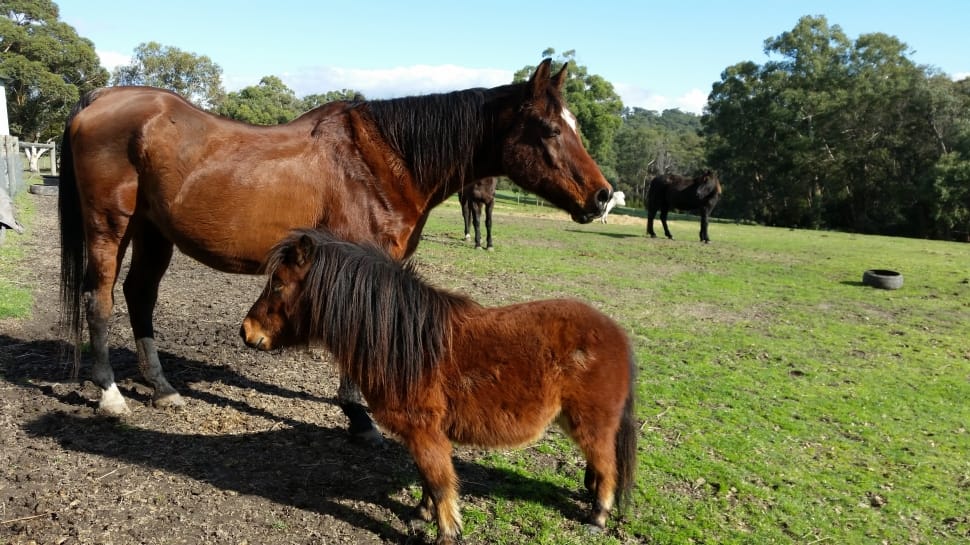brown stallion and brown pony preview