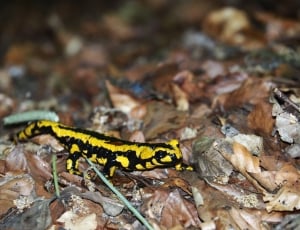 black and yellow reptile thumbnail