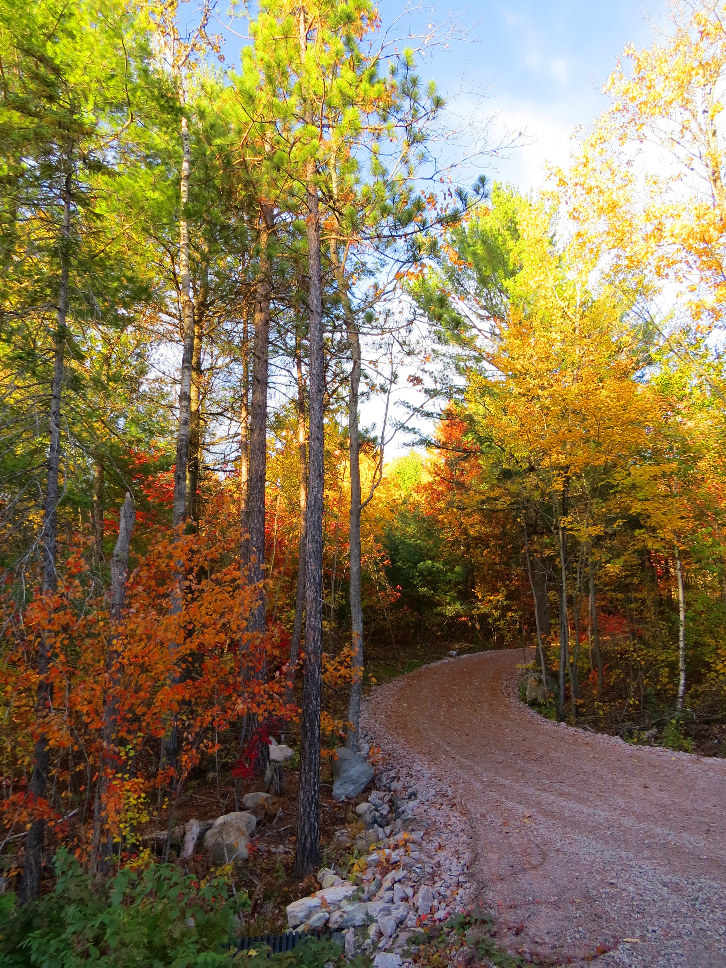 Landscape, Autumn Road, Pathway, Fall, autumn, tree