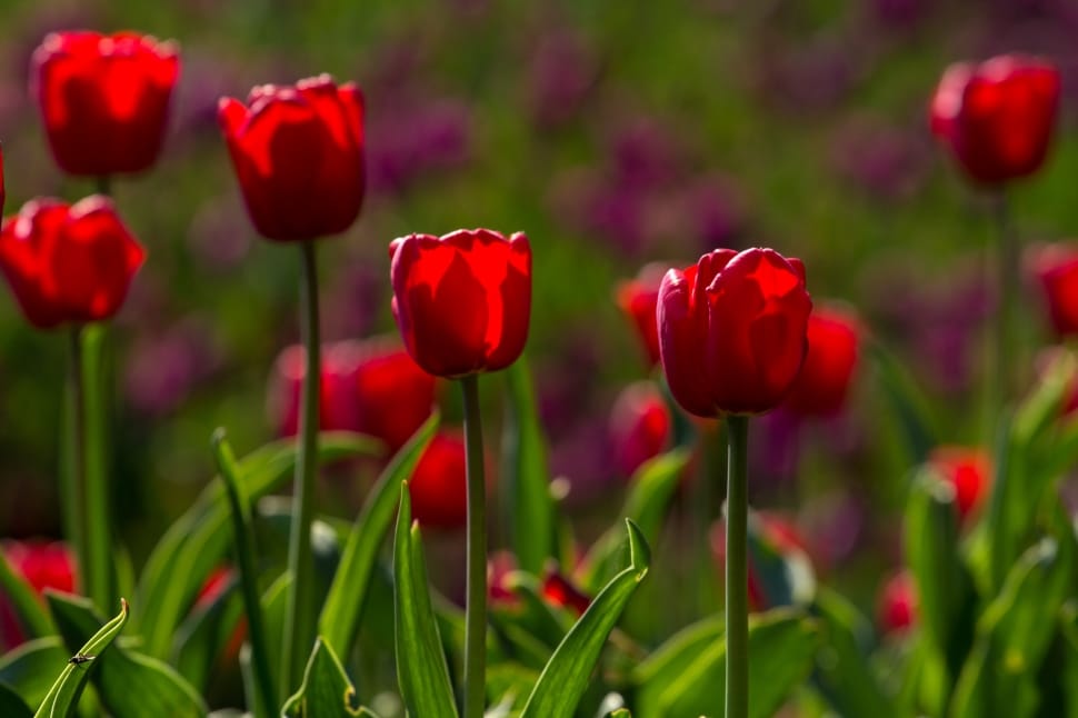red tulips during day time preview