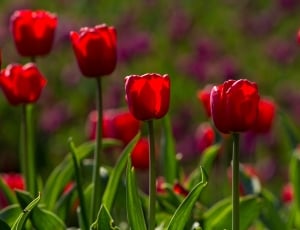 red tulips during day time thumbnail