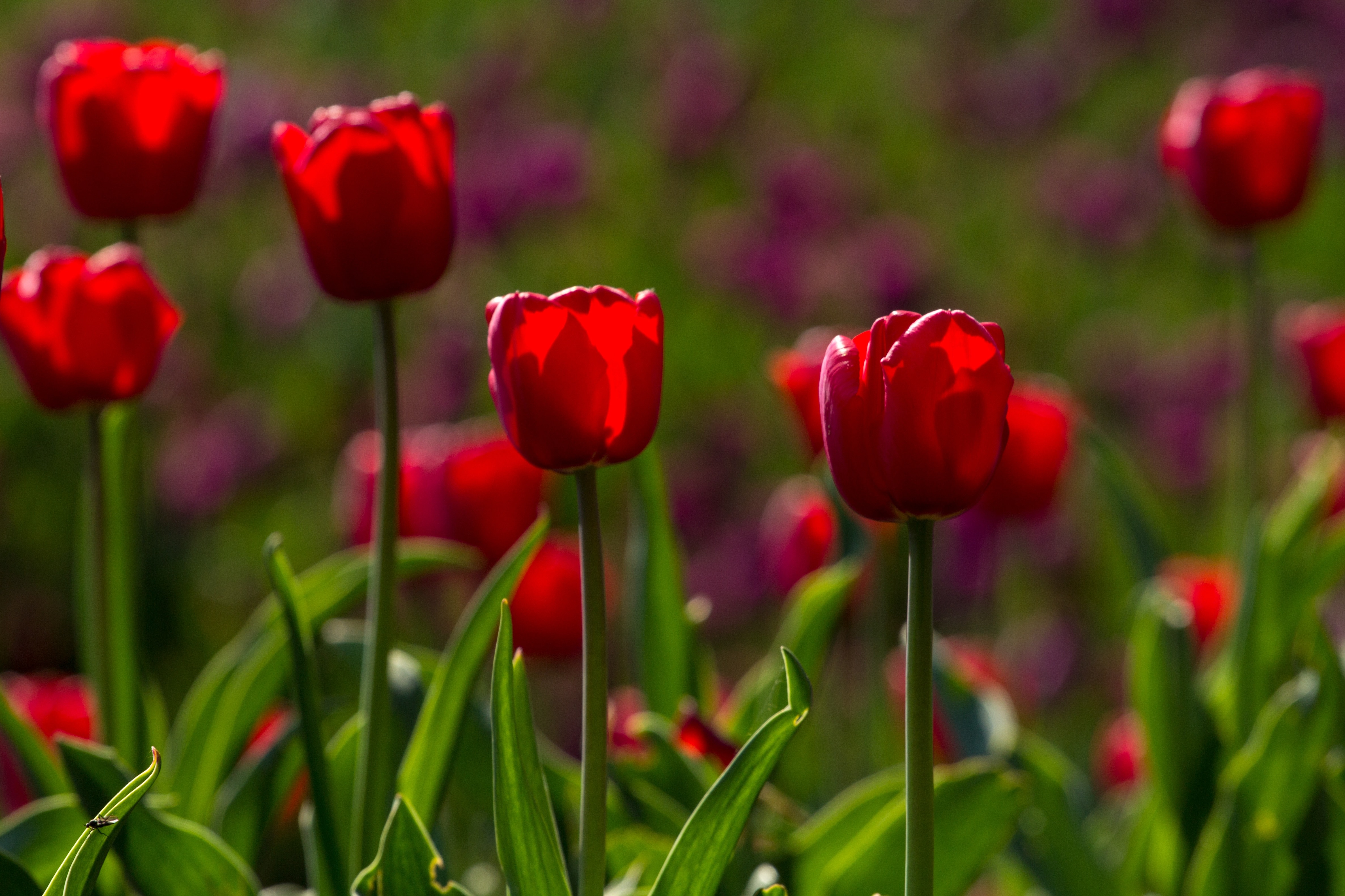 red tulips during day time