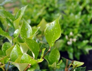 Plant, Dew, Nature, Water Drops, Leaves, green color, leaf thumbnail