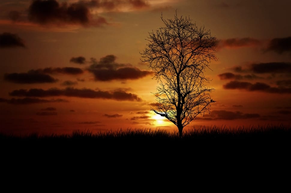 silhouette of tree during sunset preview