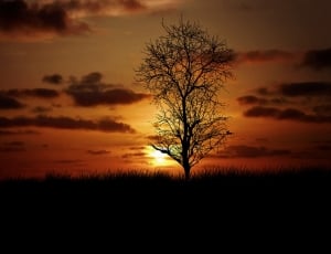 silhouette of tree during sunset thumbnail