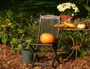 orange pumpkin and brown wooden folding chair thumbnail