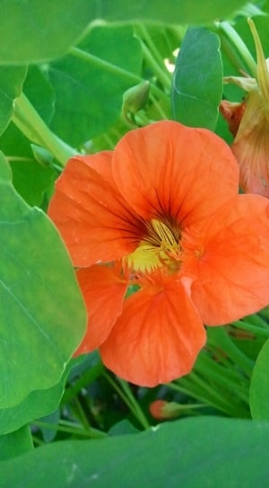 Flower, Green, Nasturtium, Orange, Macro, leaf, flower thumbnail