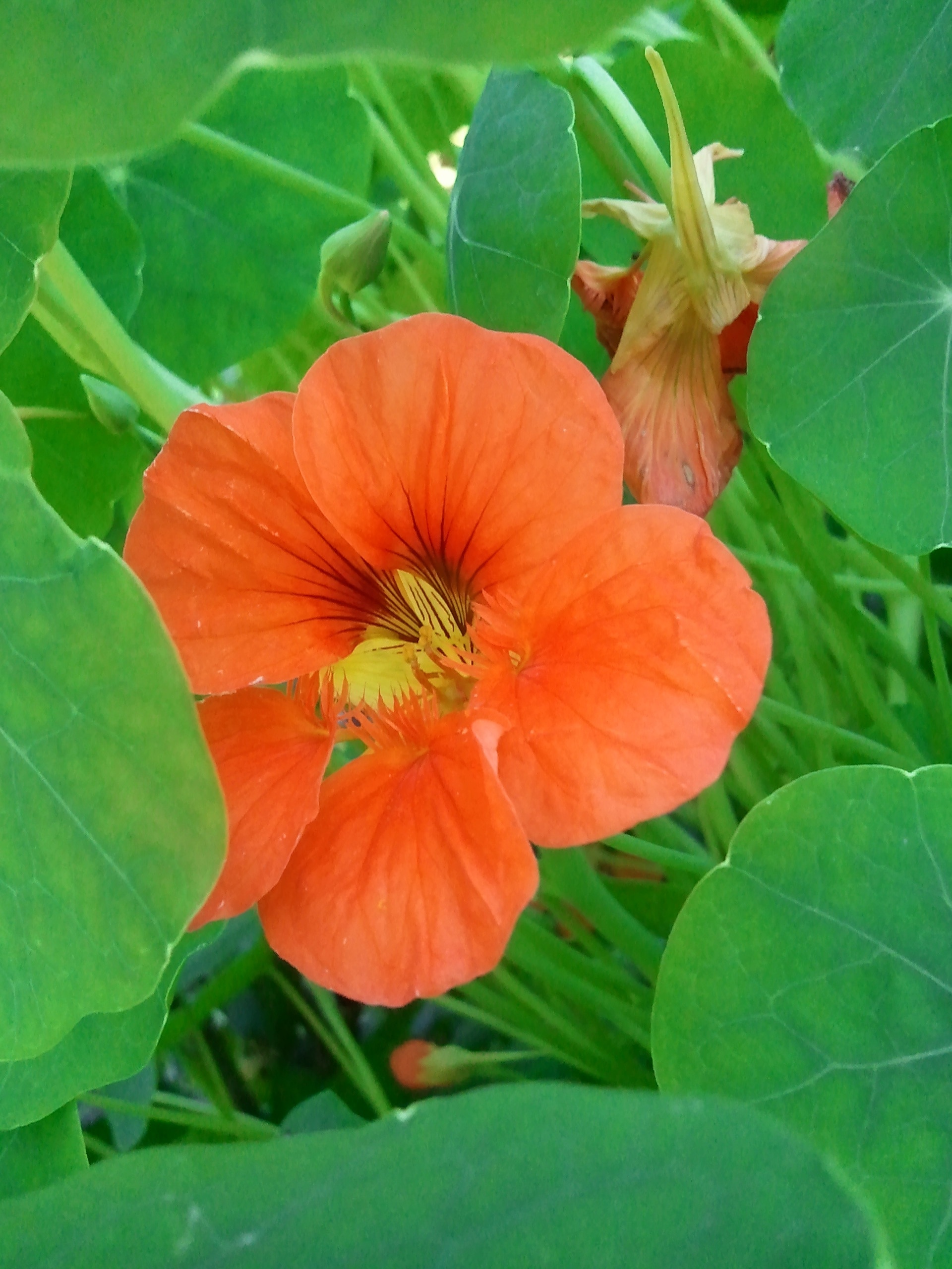 Flower, Green, Nasturtium, Orange, Macro, leaf, flower