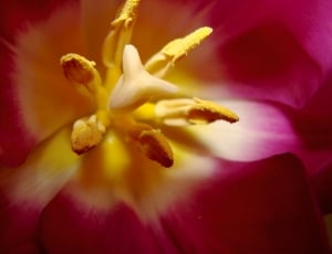 purple and yellow petaled flower thumbnail
