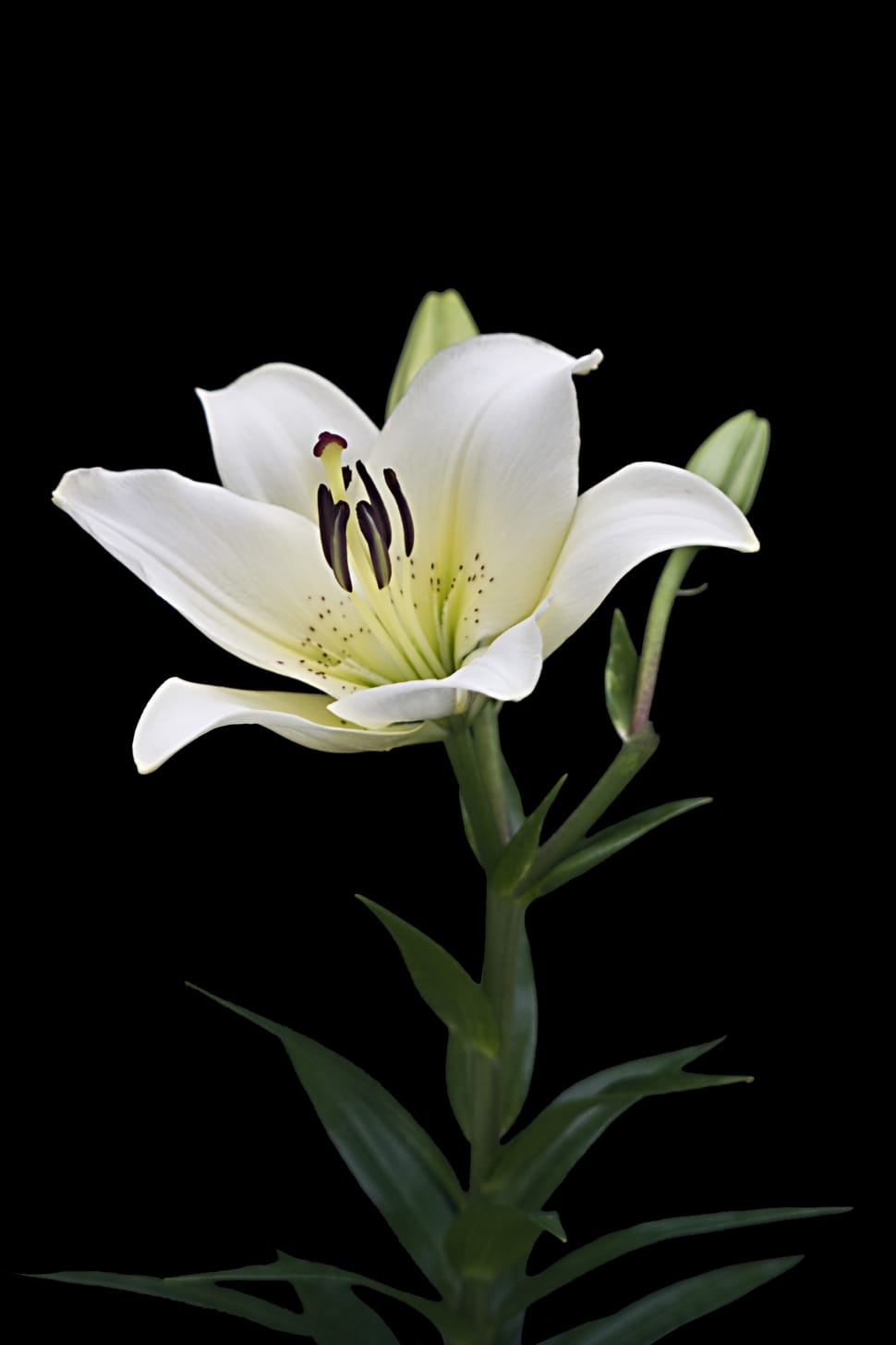 white and yellow easter lily preview
