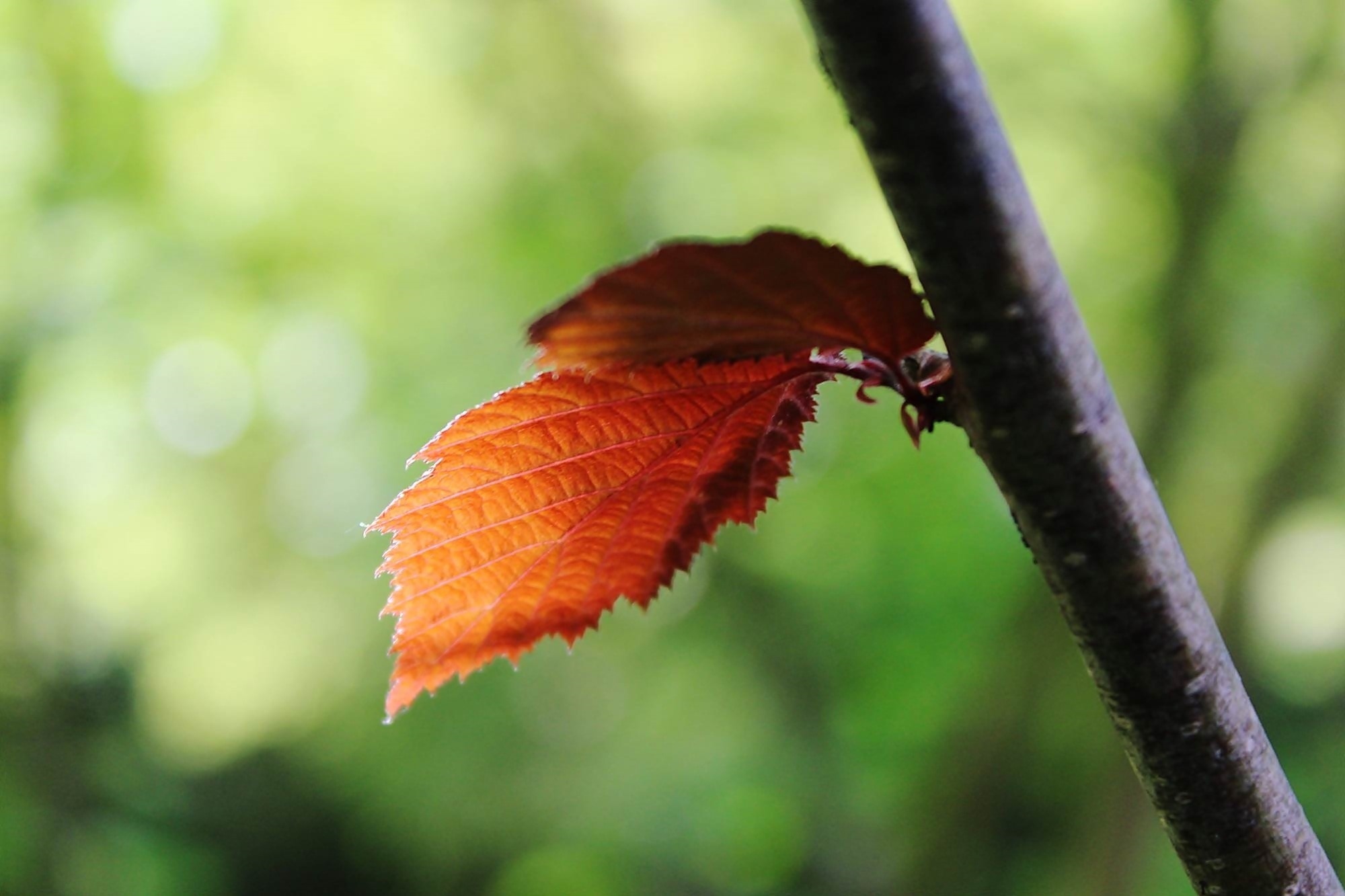 orange and red leaf