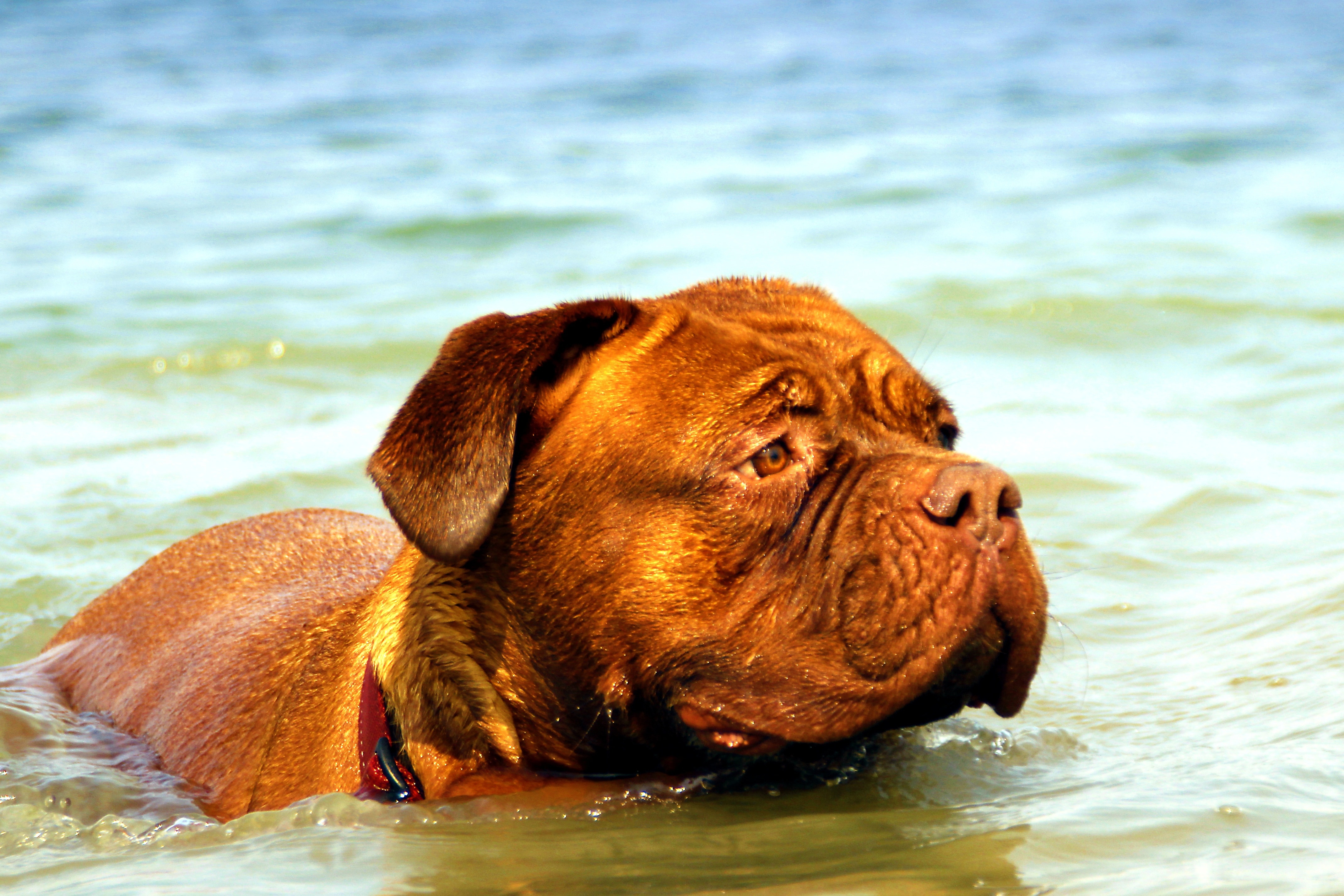 Bordeaux, De, Dogue, Water, Muddy, Dog, one animal, pets